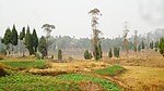 乡村田地