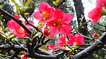 繁花似锦