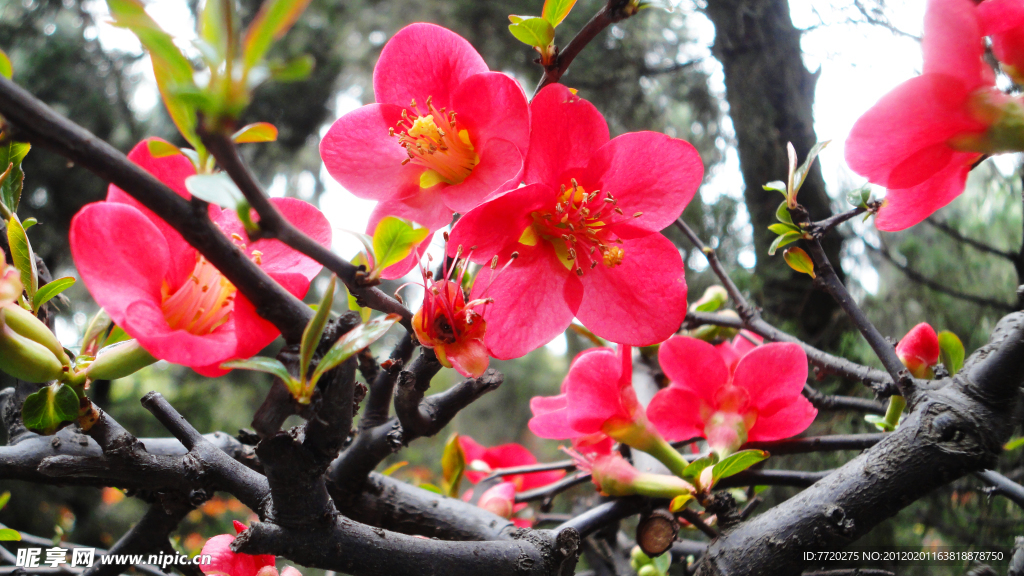 繁花似锦