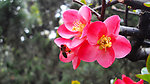 蜜蜂采花忙