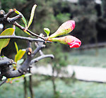 新芽