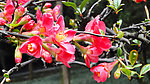 一树繁花似锦