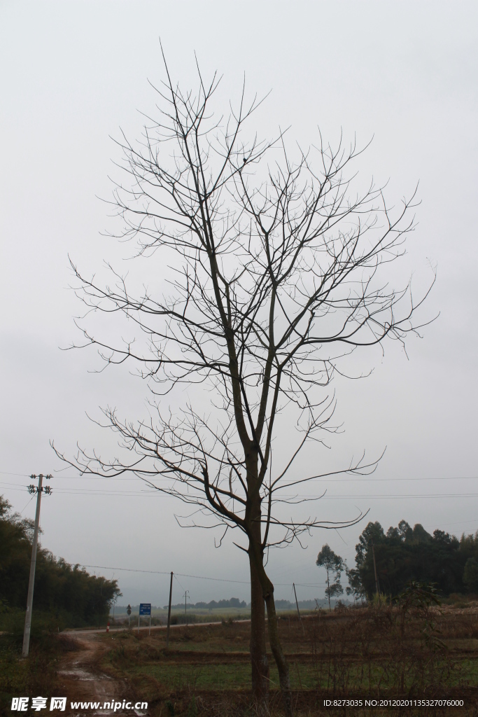 田边老树