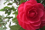 茶花