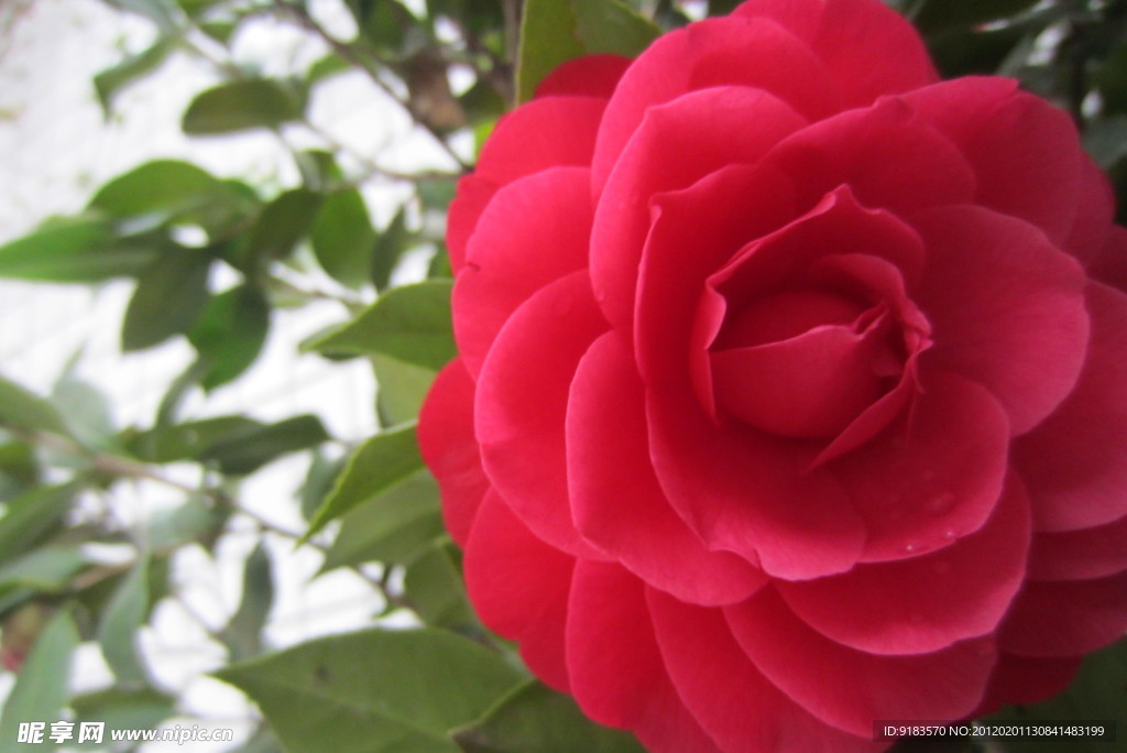 茶花
