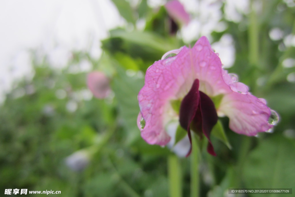 雨后碗豆花