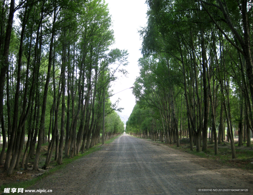 林间小路