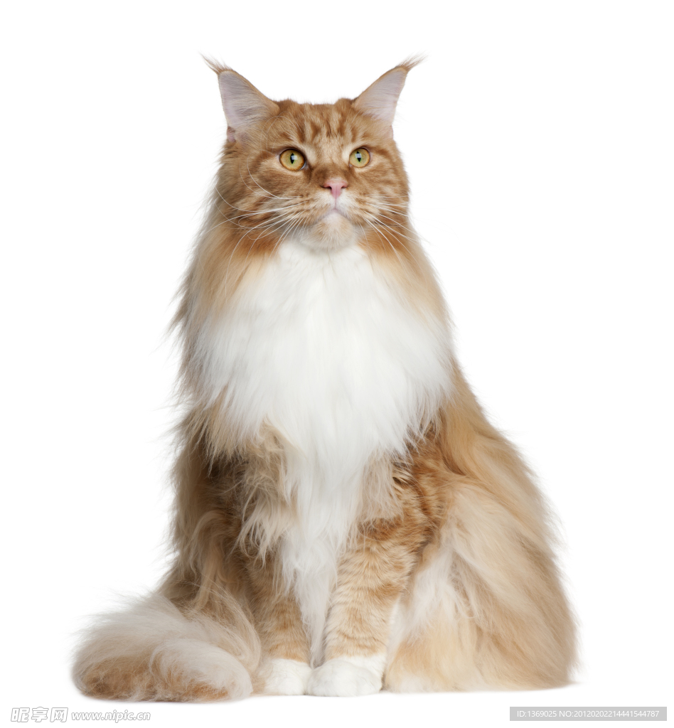 长毛猫