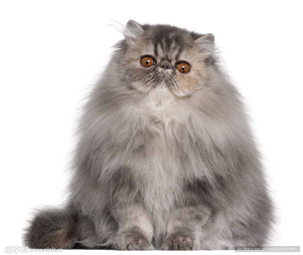 波斯猫