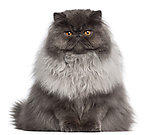 波斯猫