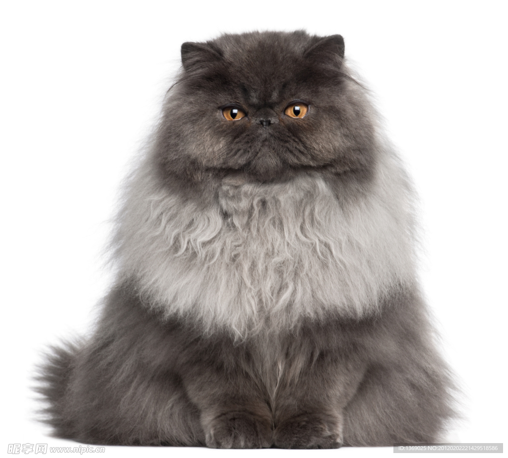波斯猫