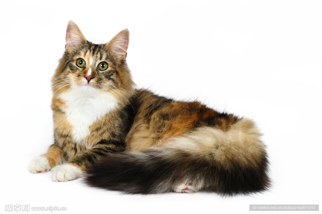 缅因猫