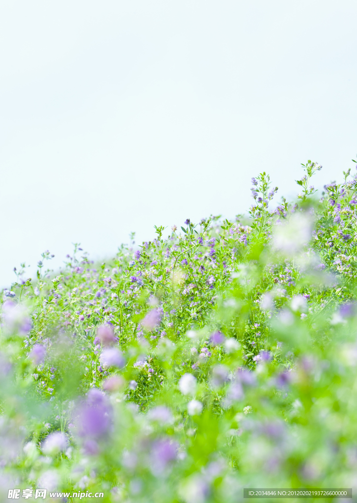 花草