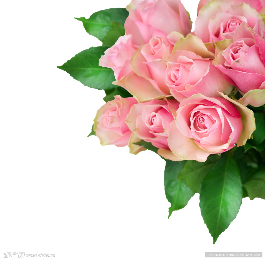 玫瑰花束