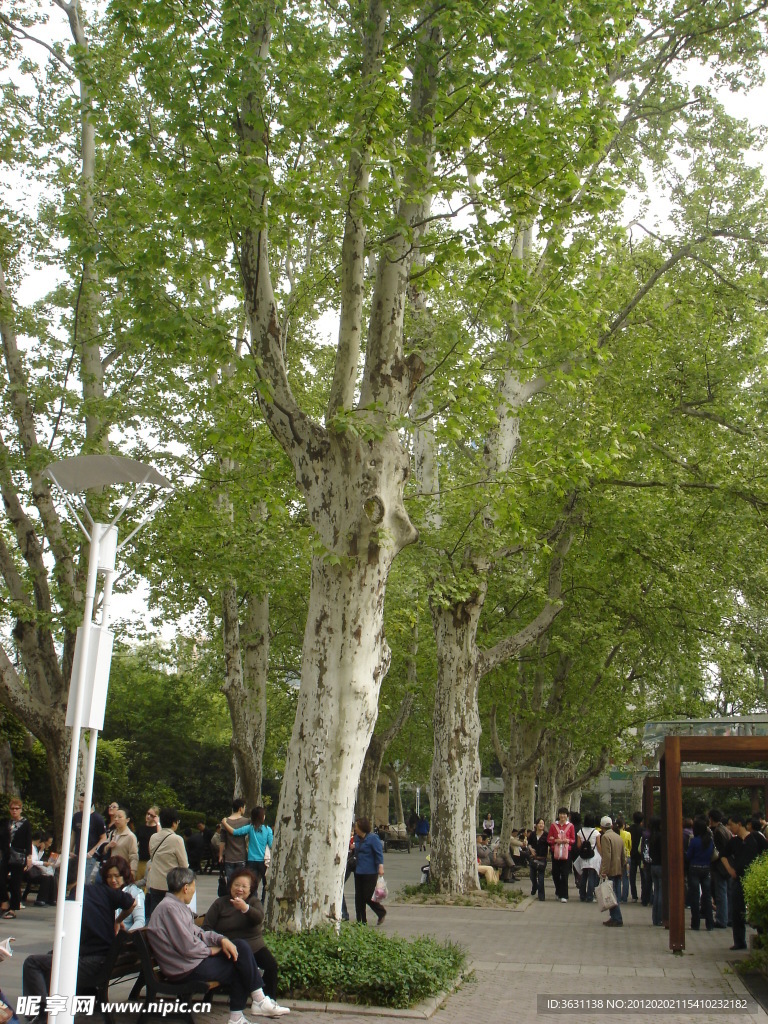 上海静安寺公园照片