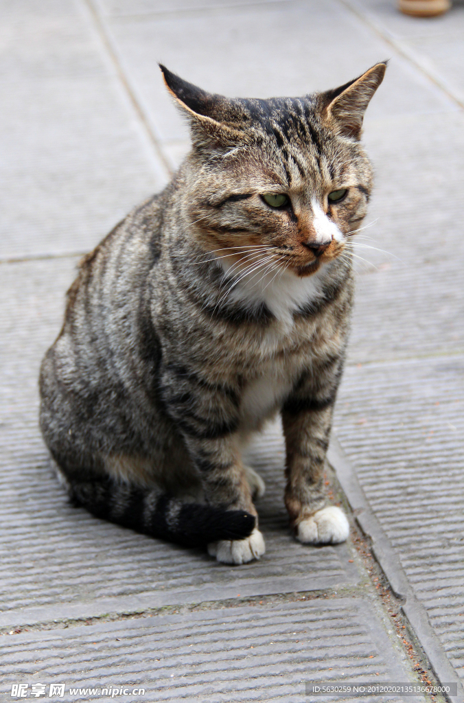 小猫