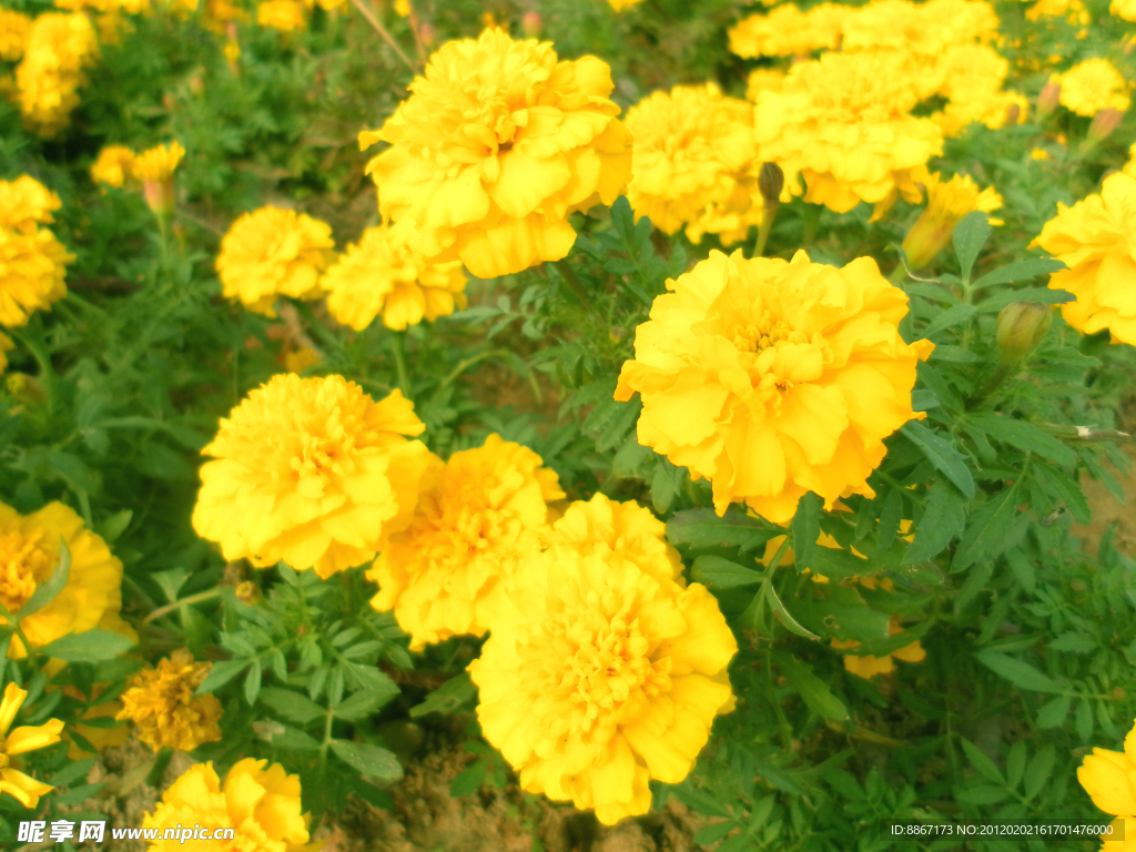 菊花