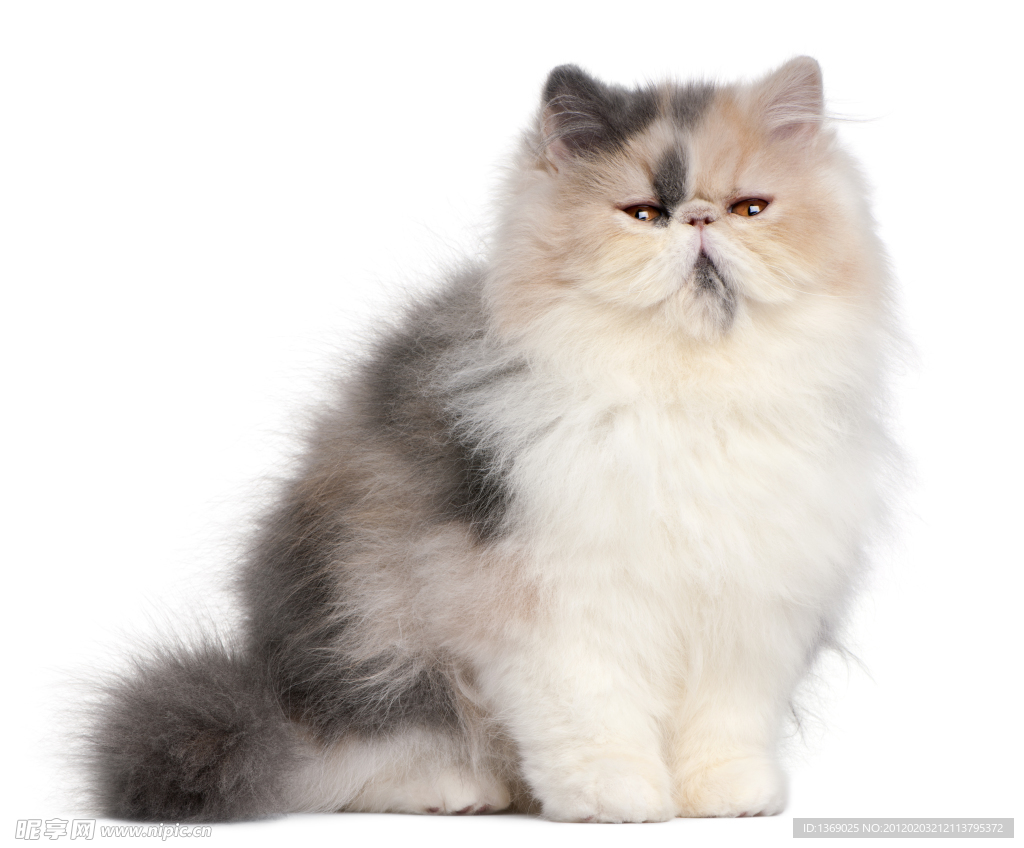 波斯猫