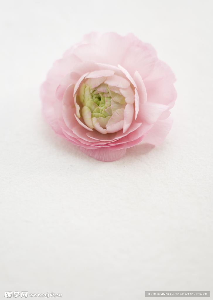 一朵花