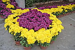园林 花 花辨