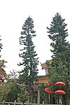 春节气氛 红伞