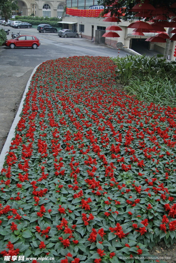 红花 花圃