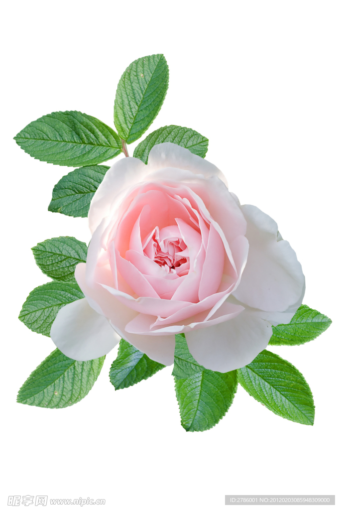 玫瑰花