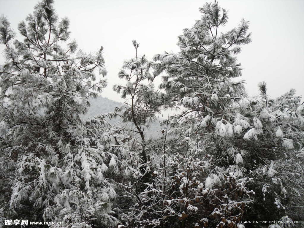 雪景