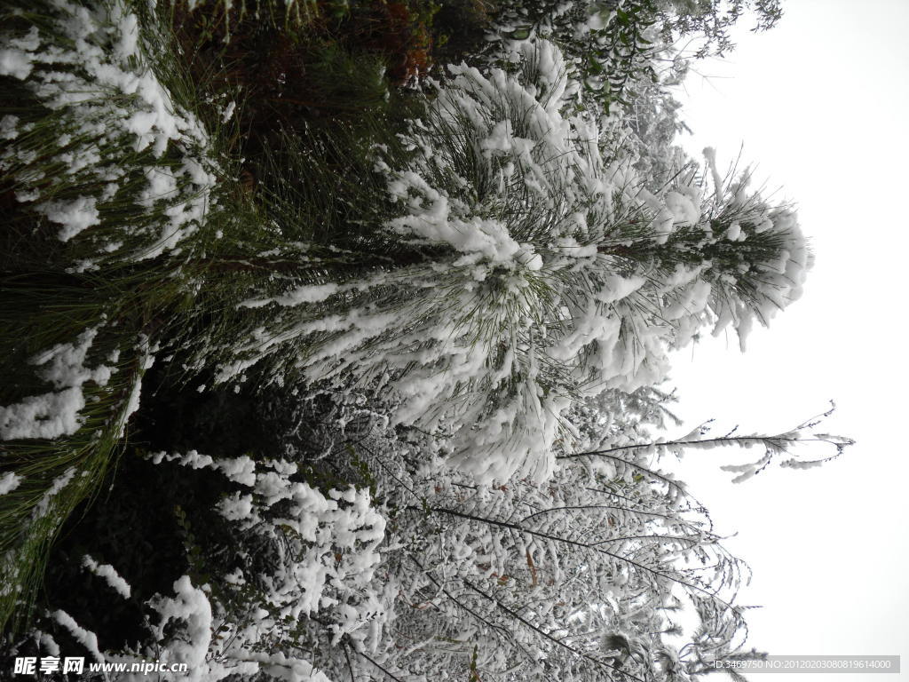 雪景