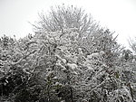 雪景