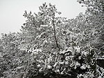 雪景