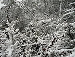 雪景