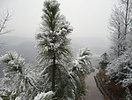 雪松树