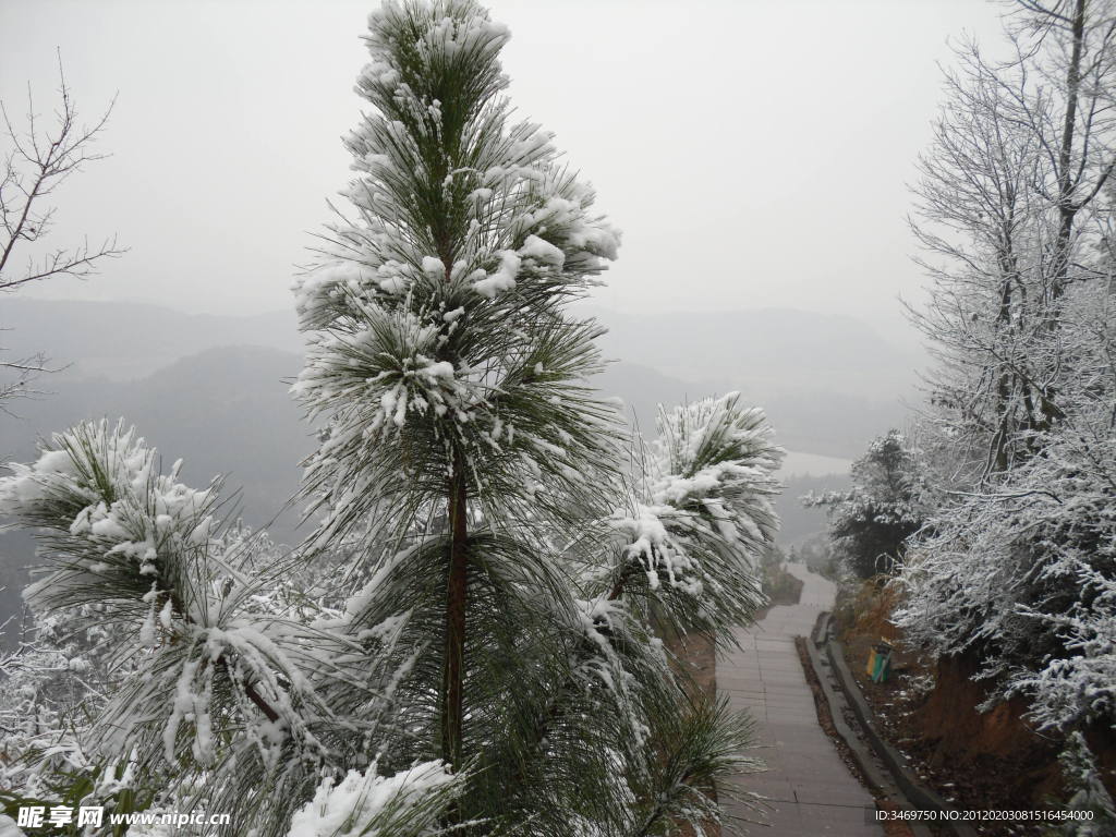 雪松树