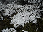 雪景
