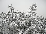 雪景