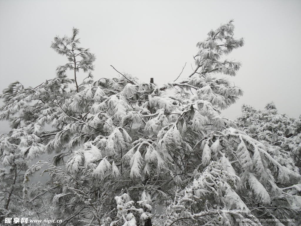 雪景