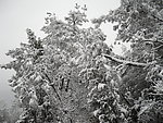雪景