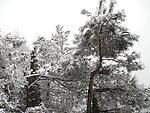 雪景