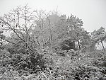 雪景