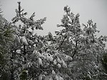 雪景
