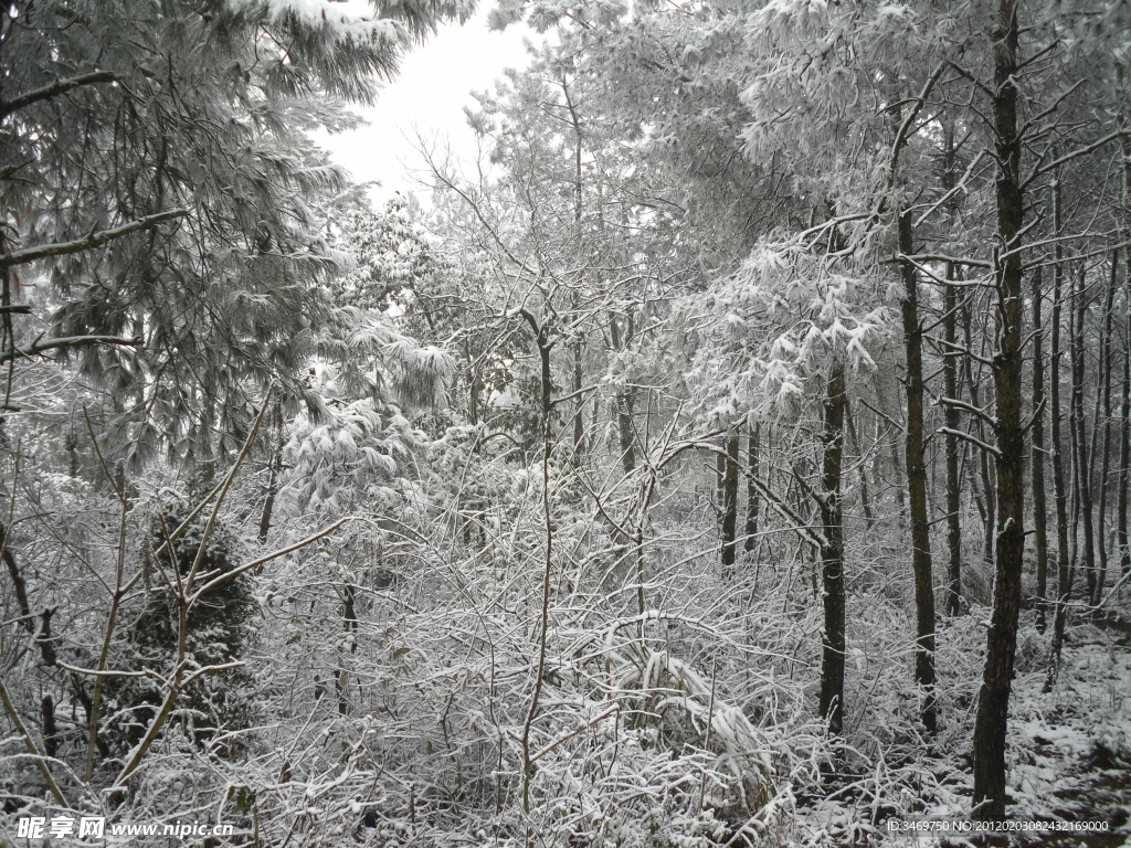 瑞雪