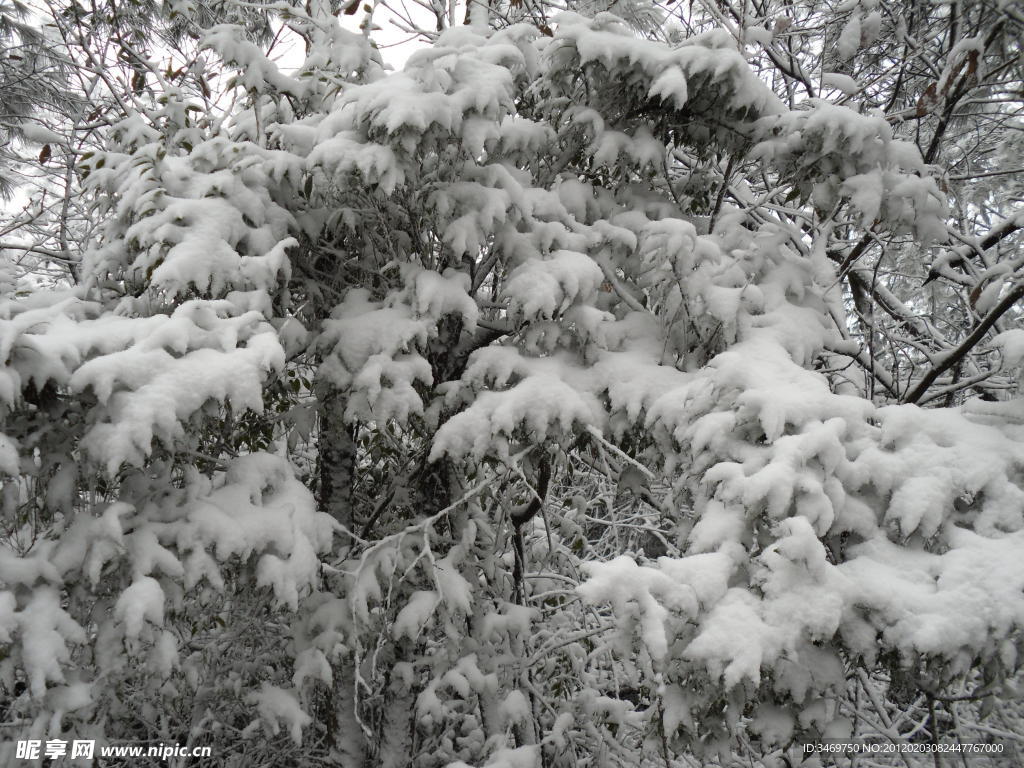 雪景