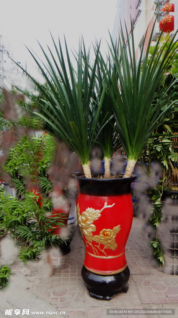 三支兰