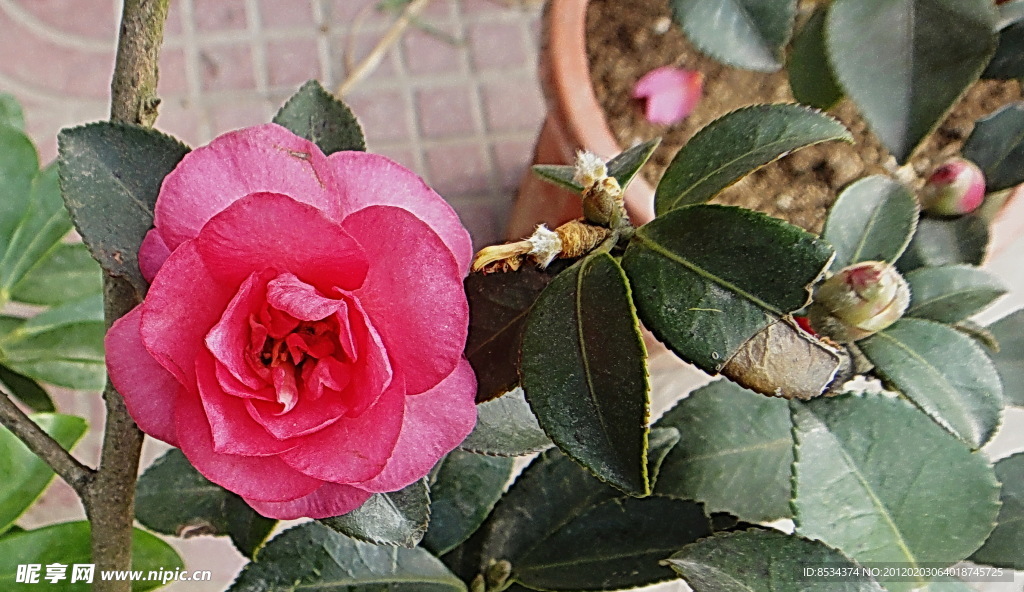茶花