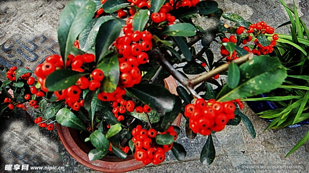 小红果