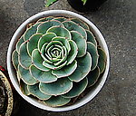 瓣青