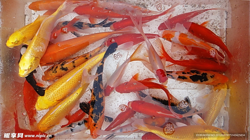 节日的鱼缸