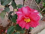 茶花