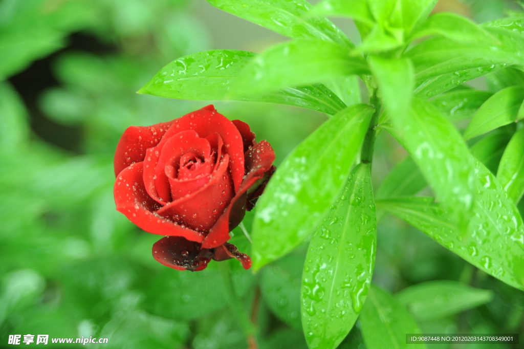 鲜花
